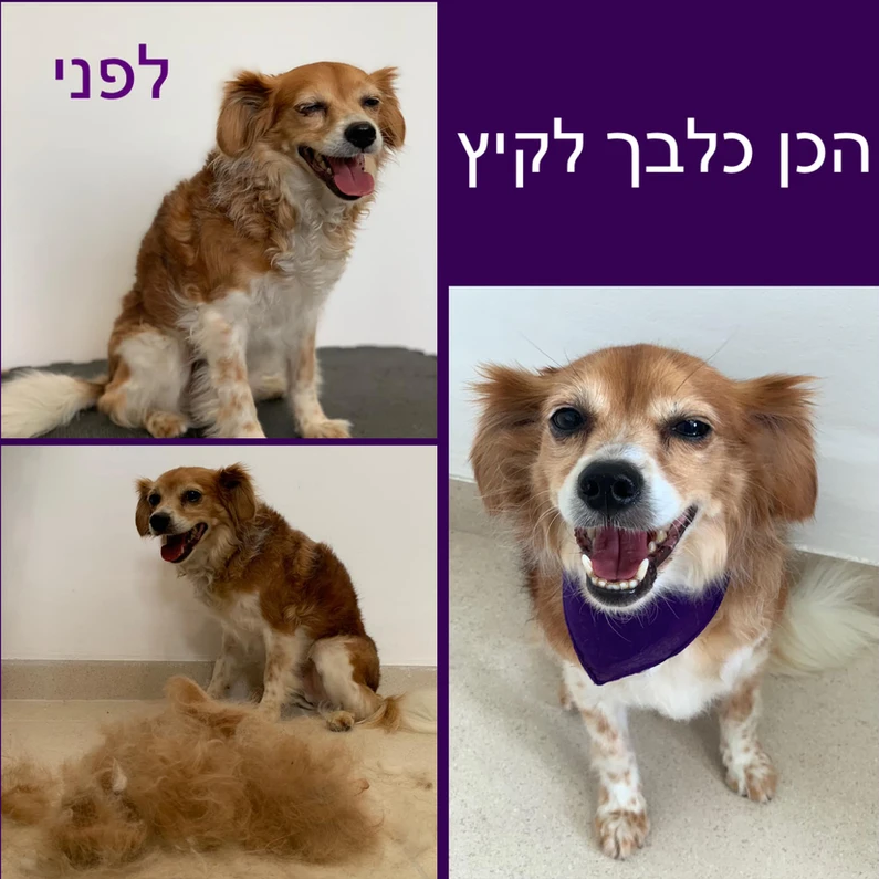 עדידוש מספרת כלבים